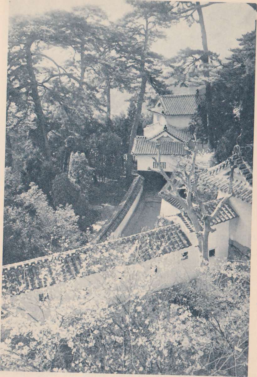 Black-and-white photograph taken from above, looking down past a tiled roof edge at the lower left into a narrow lane that runs back between a low wall at the left and white buildings at the right. Beyond the lane a white-walled building with two tiled roofs and a small railing stands among tall pine trees. A bare branch crosses the right side, and masses of pale, finely branched foliage fill the foreground.