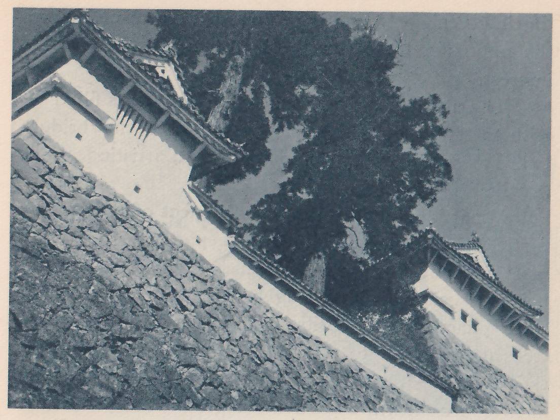 Black-and-white photograph, tilted so that its lines run diagonally, of a white wall with a tiled top running from the upper left to the lower right along the top of a wall of rough stones. A large dark tree stands above the center. Small dark square holes dot the white wall, and a row of small pointed projections hangs from the eave at the upper left. A second white-walled building with a tiled roof stands at the right.