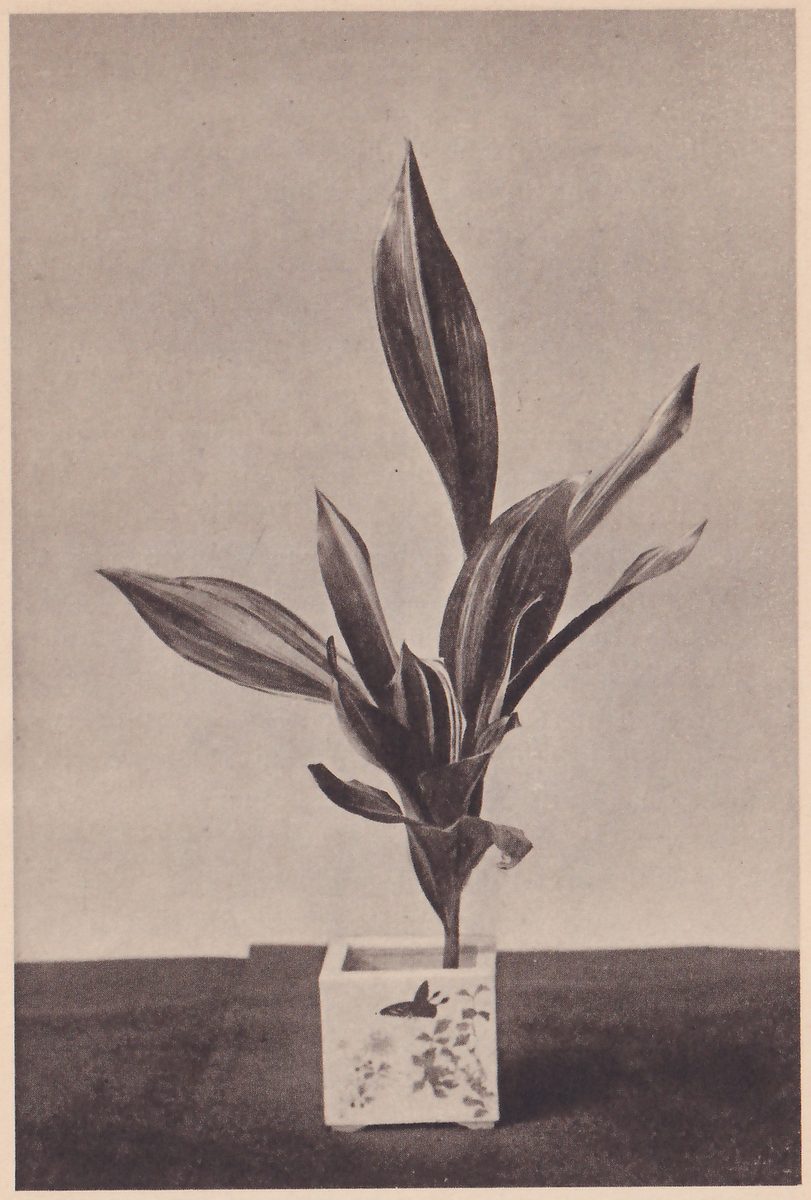 Photograph of a plant with long broad pointed leaves, striped lengthwise, rising from a small square white vase with a butterfly and flowers painted on its side, which stands on a dark ground.