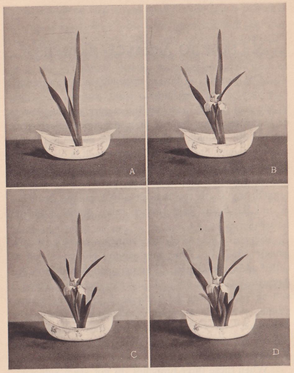 Four photographs of iris in a long shallow boat-shaped dish, lettered A to D, in a grid of two rows. A has a few leaves only; B adds a flower and leaves at the center; C adds more leaves on the right; D has a full set of leaves and the flower.