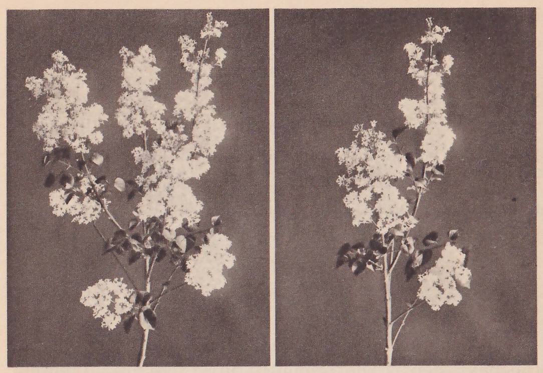 Two photographs side by side, each of one flowering branch against a dark ground: at the left a branch with many flower clusters, and at the right the same branch with fewer.