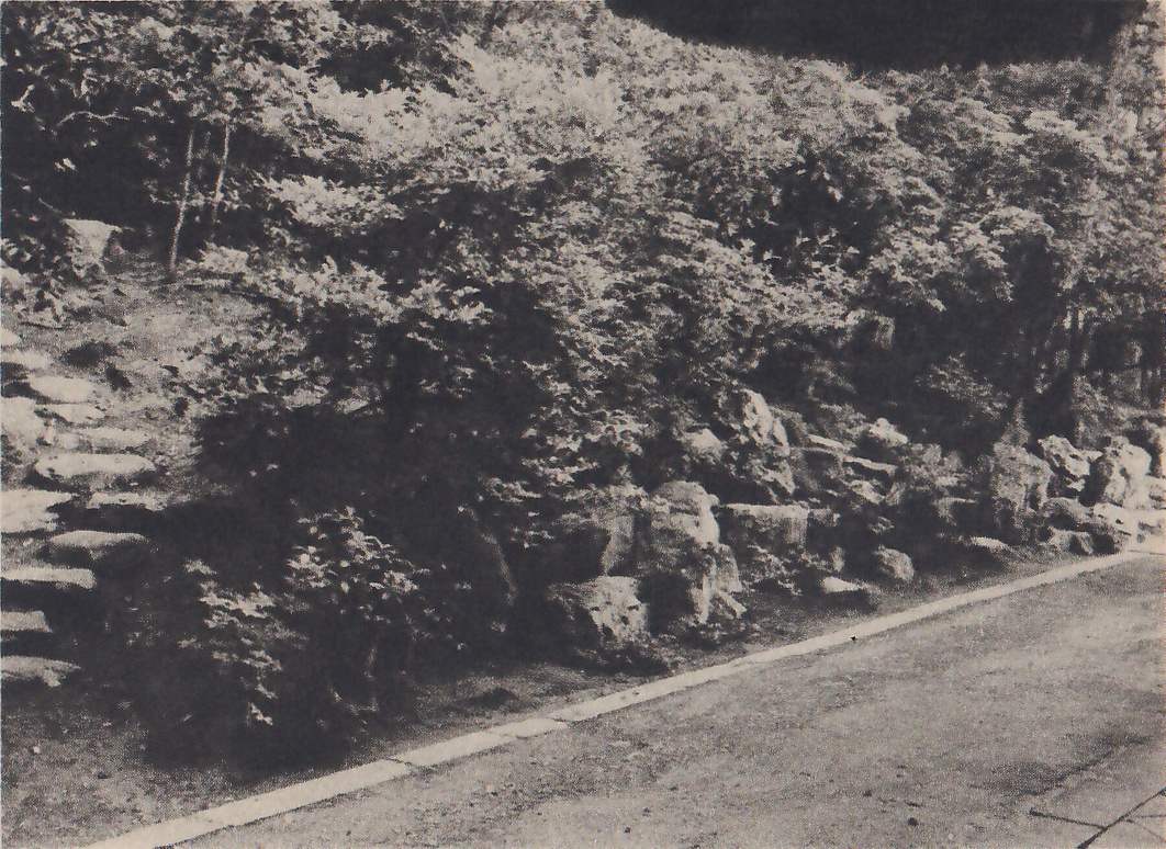 Photograph of a bank of rough upright rocks and leafy shrubs running along the edge of a paved path, with a rough stone stairway at the left climbing among shrubs and slim trunks, and trees filling the upper part.