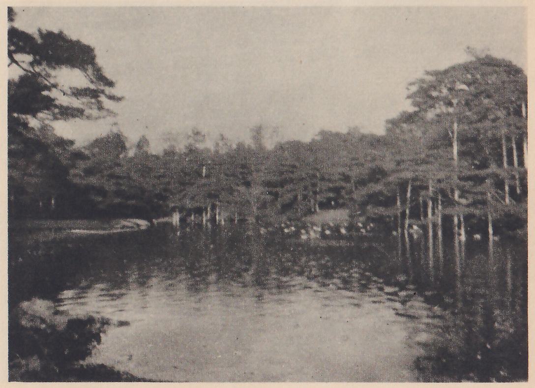 Photograph across a dark pond ruffled by wind to a far shore of low pines with a pale strip of bank or flowers beneath them; slim trunks stand reflected in the water at the right, and a pine branch crosses the upper left corner.