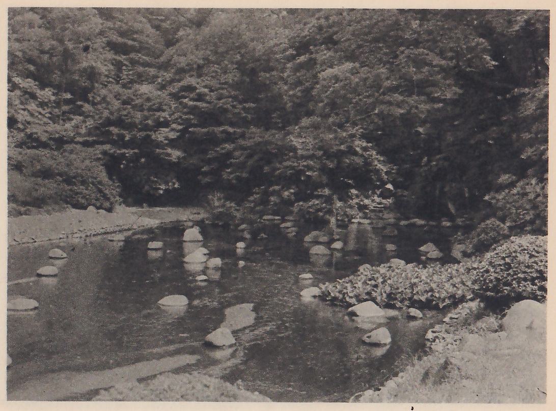 Photograph of a shallow pond dotted with many rounded rocks standing in the water, a bank of leafy low plants and a mounded shrub at the right, a pale stone-edged bank at the left, and a steep, densely wooded hillside rising behind.