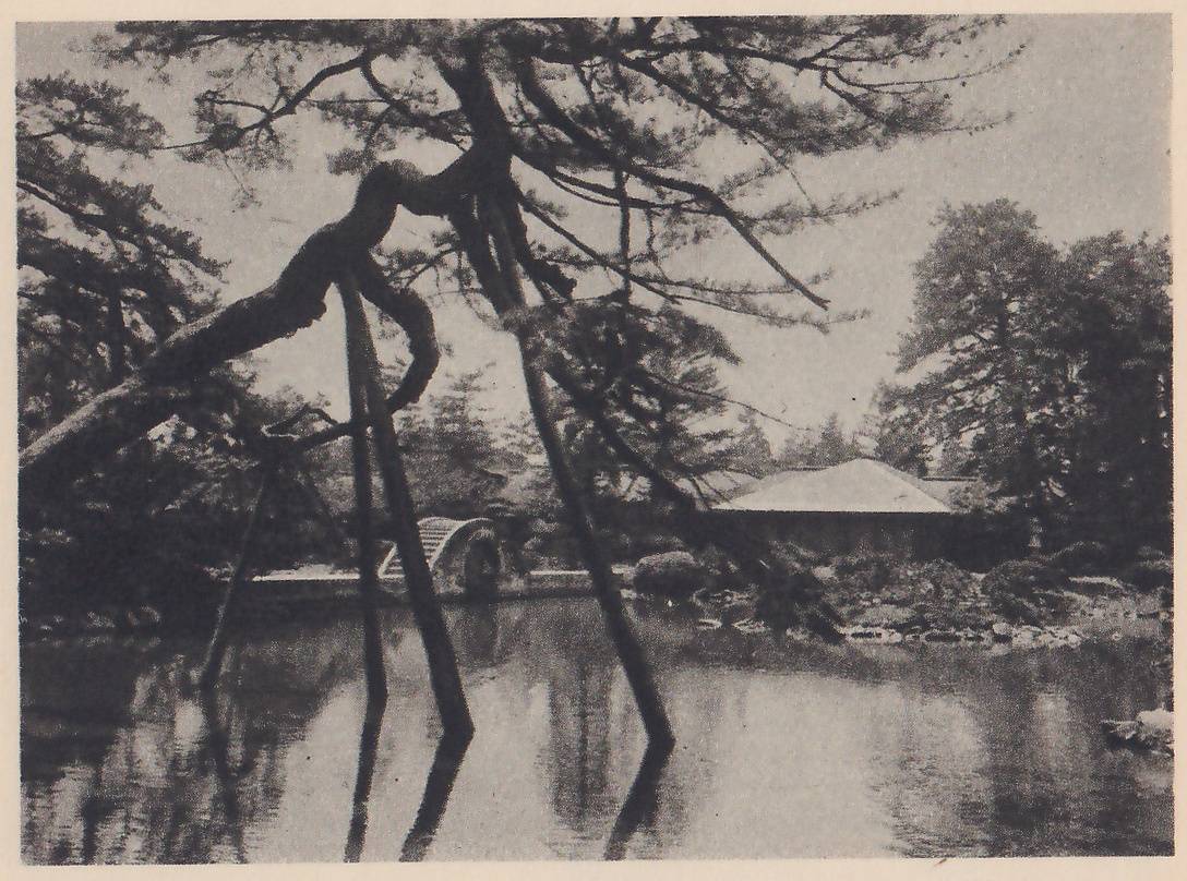 Photograph under the limbs of a large pine whose long, twisted trunk is held up by slanting prop poles standing in the water of a pond; beyond them a low arched bridge, a long low roof and trees show on the far shore across the water.