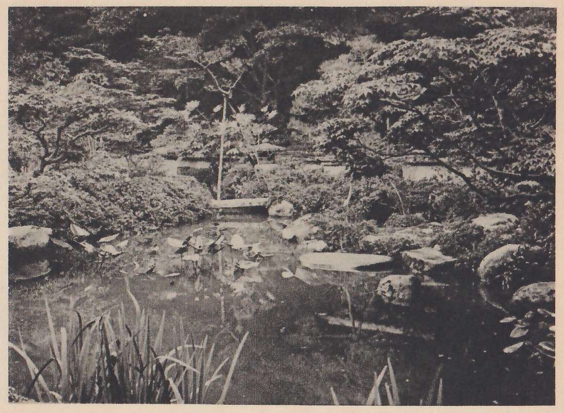 Photograph of a small pond with broad leaves floating on it, tall blade-like leaves at the lower left, flat slabs and rounded rocks along the far bank among clipped shrubs, and a flat stone bridge across a gap at the center, under the spreading branches of maples.