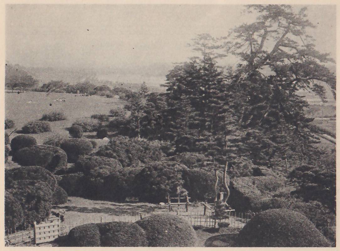 Photograph from a height over a park: rounded clipped shrubs in the foreground around a low bamboo fence and a small gate, with a bare forked trunk rising behind the fence, tall evergreens at the center, open lawn at the left, and a flat plain with a hazy line of distant trees beyond.