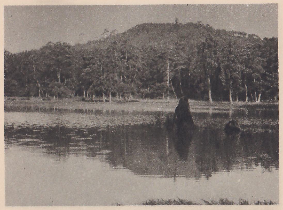 Photograph across a still pond to a far shore of tall pines and other trees, with a bare, rounded hill rising behind them. Two rocks stand in the water, a large upright one just right of center and a smaller one to its right, and both are reflected.