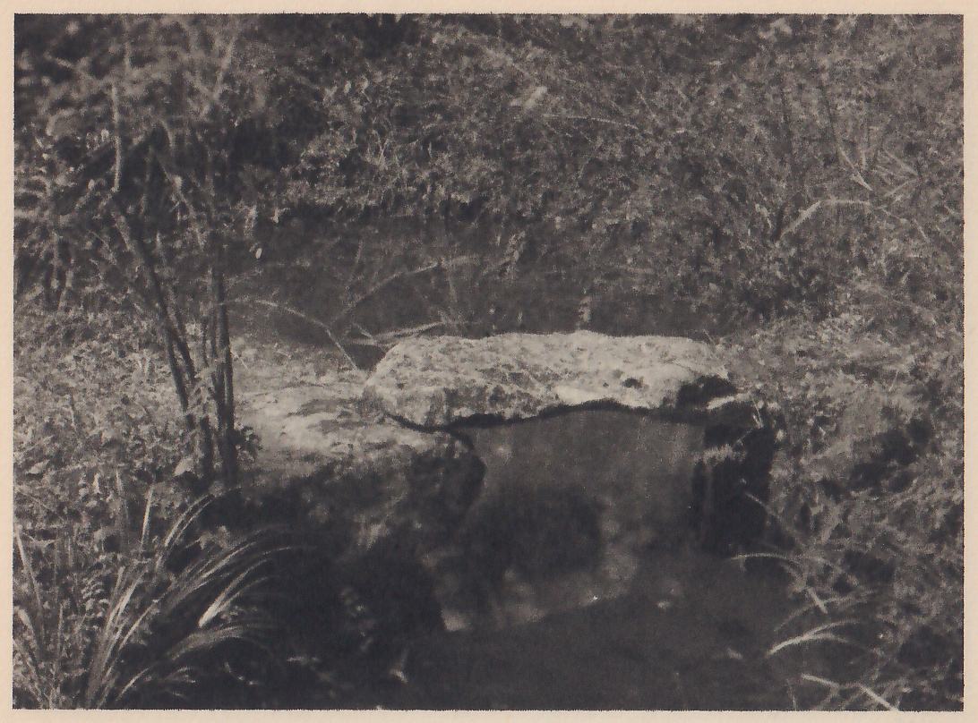 Photograph of a flat slab of rock lying across the top of two lower rocks at the edge of a still pool, with dense grass and shrubs behind it and a few thin trunks and long leaves at the left.