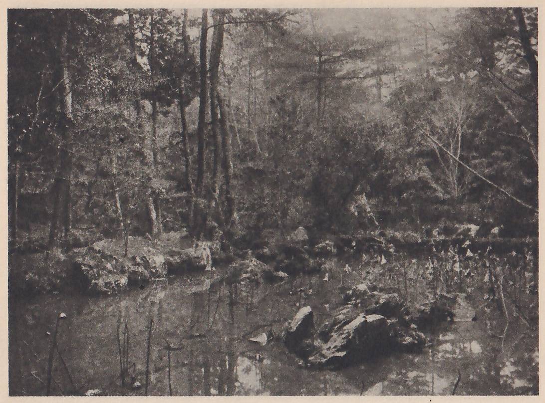 Photograph of a pond in a misty wood, with a group of rough rocks standing in the water at the right of center, more rocks along the far edge at the left, and plants with arrow-shaped leaves rising from the water at the right; tall thin tree trunks fill the background.