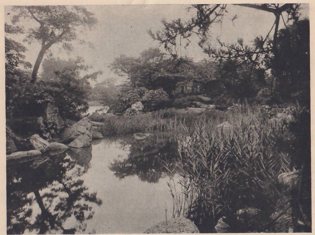 Photograph of a quiet pond with trees reflected in it, rocks along the left bank, tall reeds on the right bank, and a pine branch with needle clusters reaching across the upper right; a rounded rock shows at the lower edge.