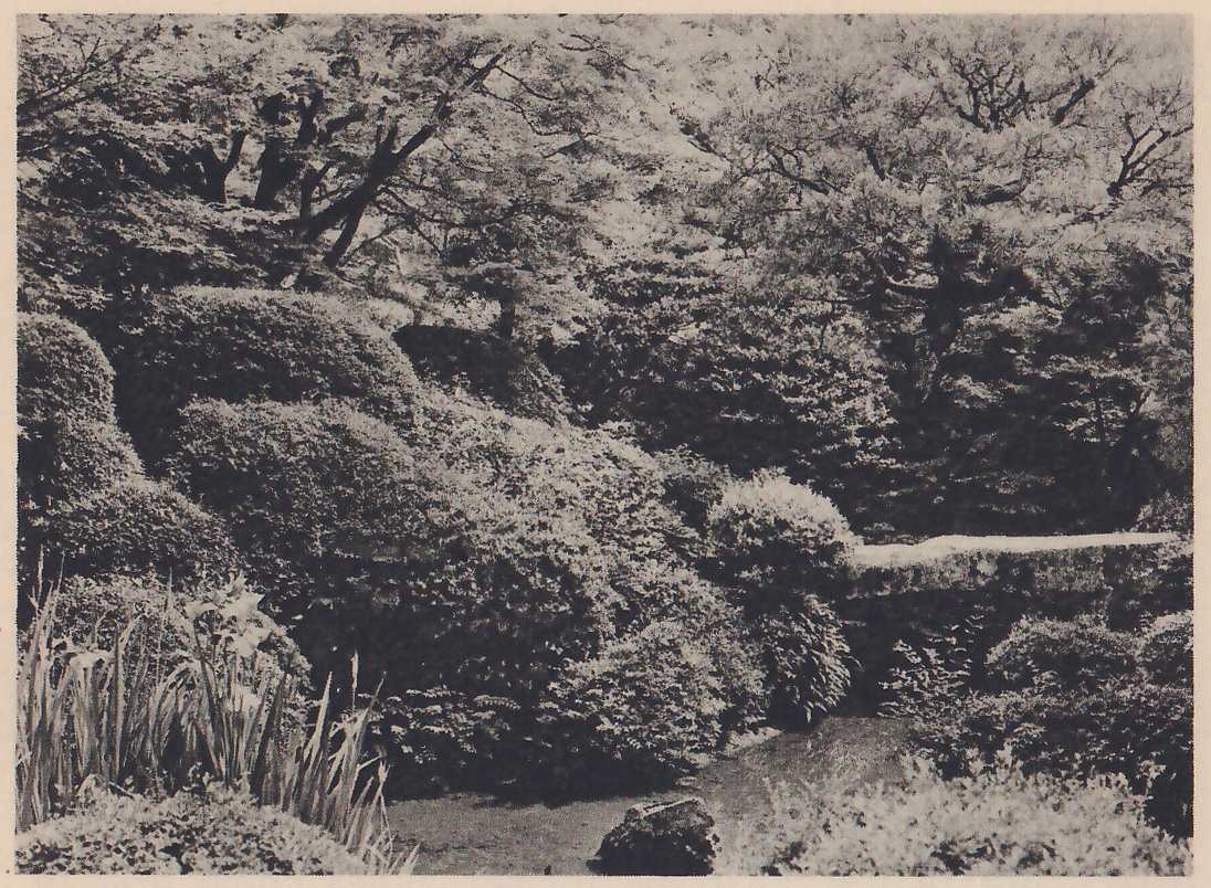 Photograph of a garden bank of rounded, clipped shrubs piled in tiers, with irises at the lower left and a low, smooth open strip winding between the shrubs. Taller trees with spreading branches rise behind, and a small rock lies in the foreground.