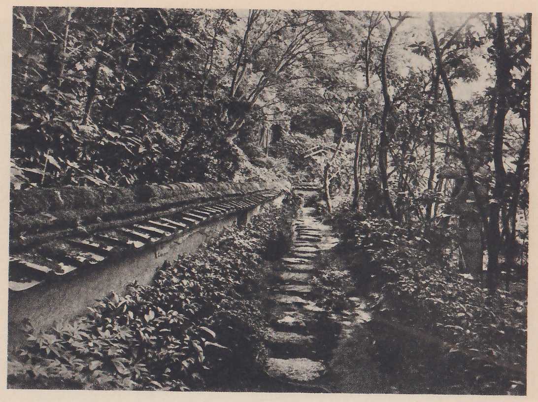 Photograph of a narrow path of flat stepping-stones climbing away between leafy shrubs, with a plastered wall topped with rows of tiles running along its left side and slender trees closing in overhead. A small arched bridge shows faintly far up the path.