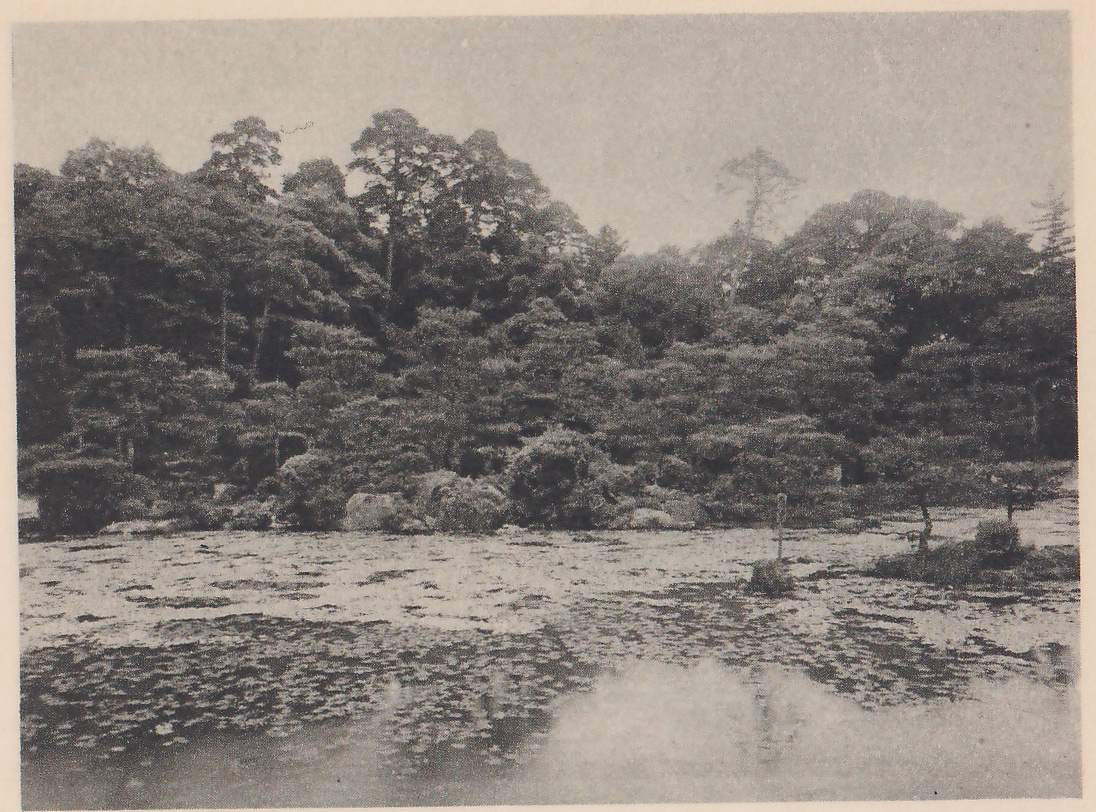 Photograph across a pond covered with floating leaves to a far shore of dense pines and other trees, with low rocks and shrubs at the water’s edge and a small island with a shrub and a thin post at the right.
