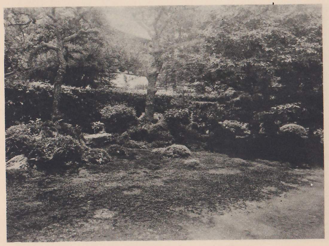 Photograph of a mossy ground in the foreground with a path at the right, and low rounded shrubs and a few rocks along its far side in front of a clipped hedge, with a pine and other trees behind.