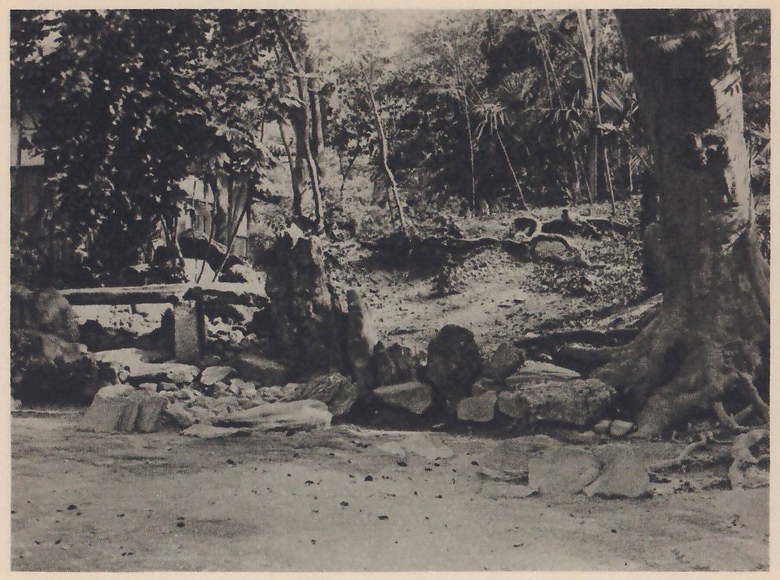 Photograph of a bare gravel yard in front of a bank of rocks and upright stones with a flat stone bridge at the left, and above them a slope with exposed roots, slender trees and palms; the thick trunk of a large tree with gnarled roots fills the right edge.