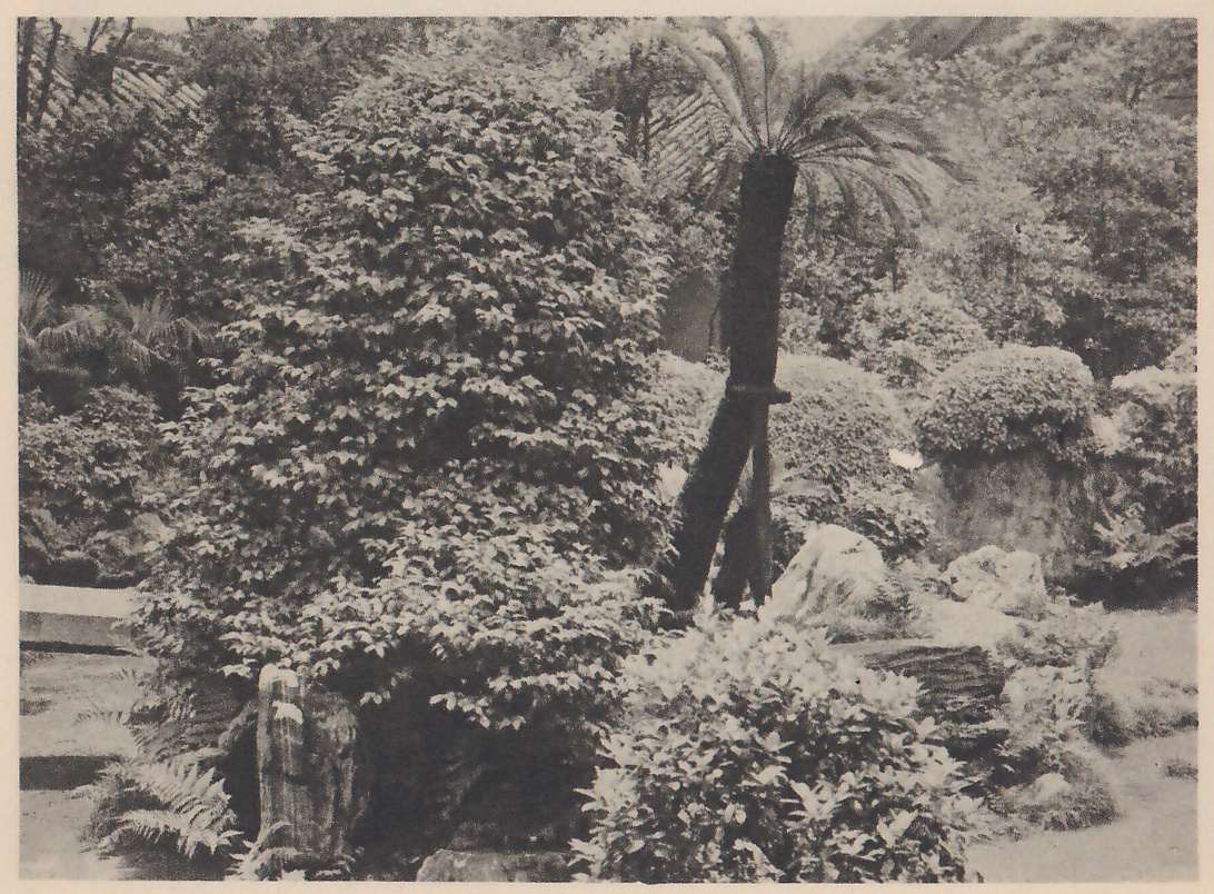 Photograph of a garden with a tall mass of dense leafy shrub at the left, a thick dark trunk topped with a crown of long fronds leaning at the center and propped by poles, and rounded shrubs, rocks and ferns at the right and lower left; part of a roof shows at the top.