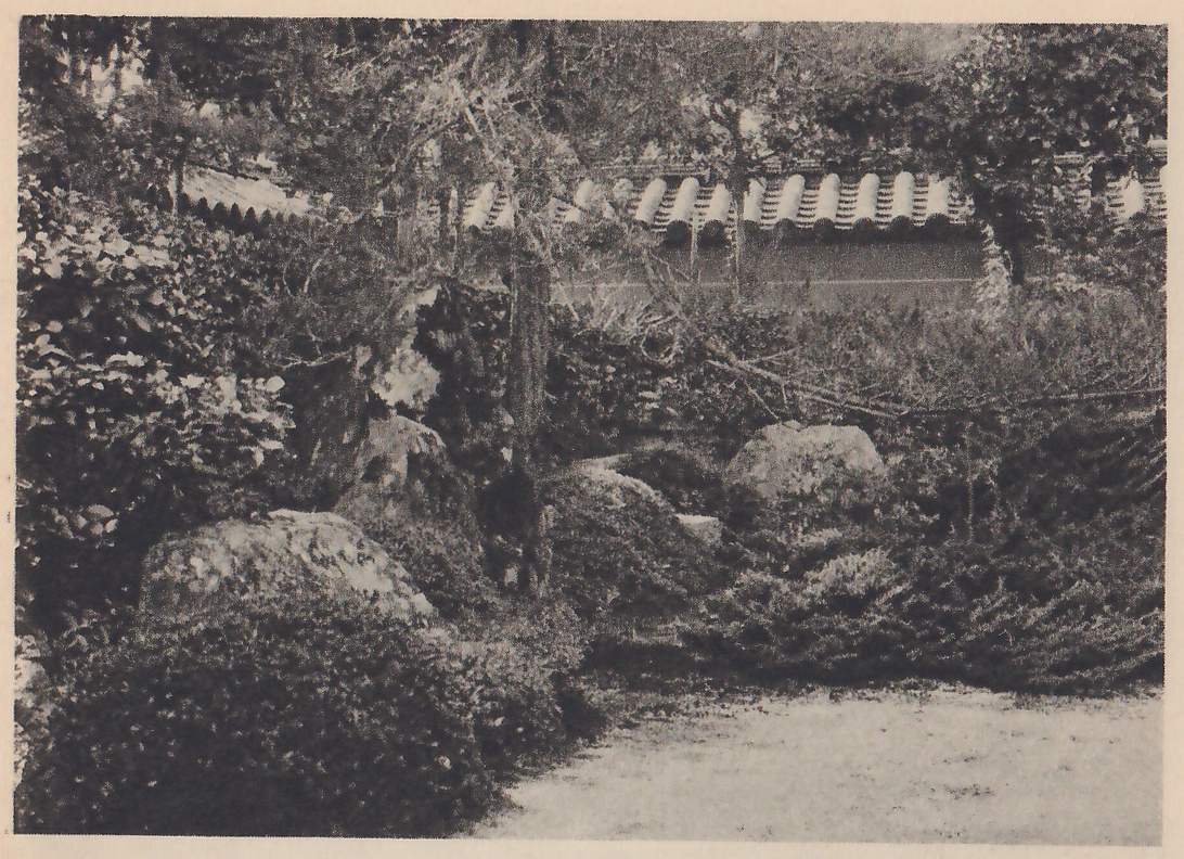 Photograph of a corner of garden: large rounded rocks among clipped shrubs and a low spreading evergreen, a slender trunk in the middle, a wall topped with rows of curved tiles across the back and a bare gravel path at the lower right.