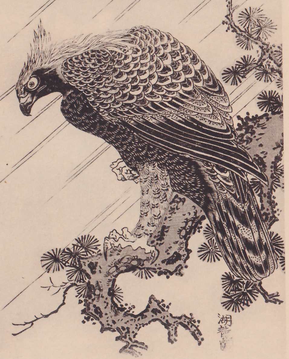 Black-and-white print of a large bird with a crest of feathers and a hooked beak, perched on a gnarled pine branch and facing left with the head turned down. Its wing and back feathers are drawn as rows of scales, and its long tail hangs down at the right. Clusters of pine needles surround the branch, and straight lines slant across the background. A signature column stands at the lower right.