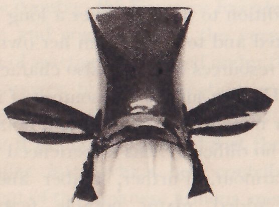 Black-and-white photograph of a dark upright piece with a flared top that narrows toward its middle. Two dark wing-shaped flaps with pale stripes spread out from near its base to the left and right, and two narrow dark strips hang below.