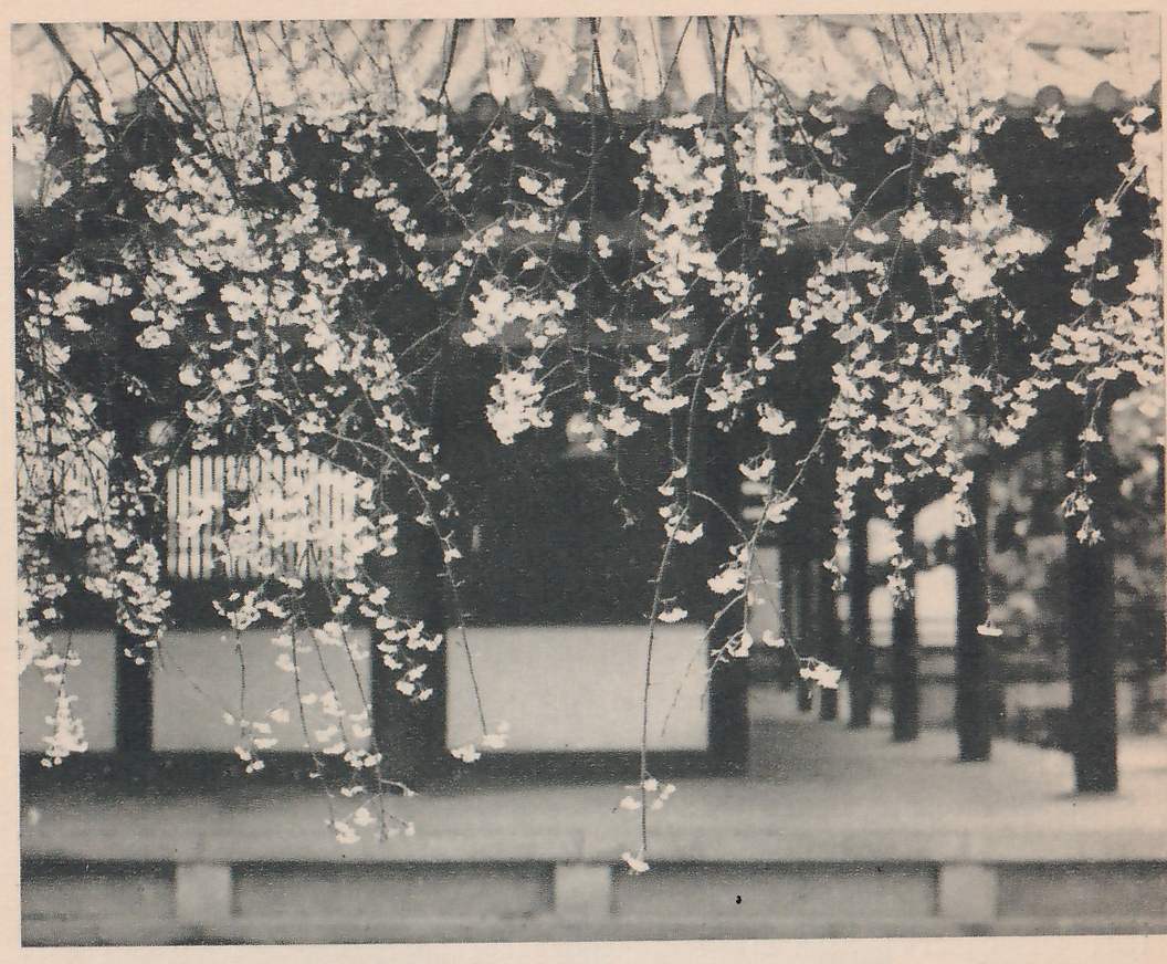 Black-and-white photograph of sprays of blossom hanging down across the whole upper part of the picture, in front of a low building. A roof edge with a repeating scalloped pattern runs along the top. Dark pillars stand in a row with pale panels between them at the left and center, and a latticed panel shows at the left behind the sprays. A raised floor runs along the front, with a low ledge and small square blocks along the bottom edge.
