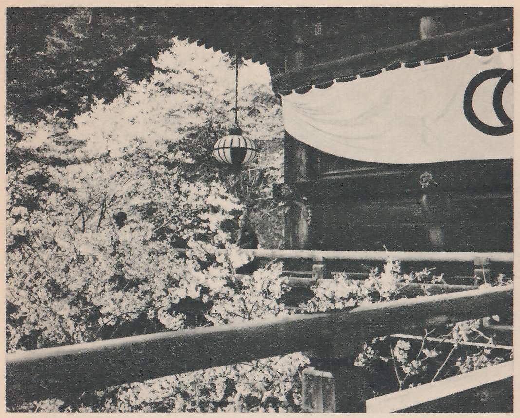 Black-and-white photograph of a mass of blossoming branches at the left and a dark building at the right. A lantern with dark and pale bands hangs from the roof edge at the center. At the right a pale cloth hangs from the eave, with part of a ring-shaped mark on it that the picture's edge cuts off. A rail crosses the foreground from the left, and another rail runs along the building behind it.