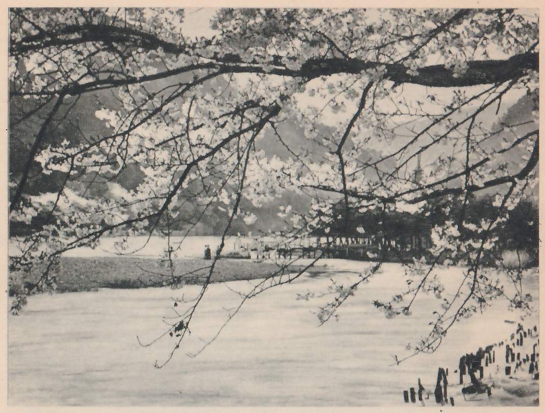 Black-and-white photograph looking through branches hung with blossoms that cross the whole upper part of the picture, over a wide stretch of pale water. On the far side a dark low band of trees with a row of thin uprights stands right of center, and two small dark figures stand on a flat shore at the left. Wooded hills rise behind. A row of short dark stumps stands in the water at the lower right.