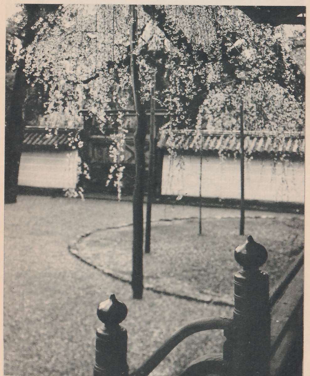 Black-and-white photograph taken past two dark posts with rounded pointed tops at the lower edge, with a curved dark bar arcing near them. Beyond them a flat open ground has a curved edge line, with several thin upright poles standing on it that rise among long hanging sprays of blossom. Behind the sprays a pale wall with a striped roof edge runs across the picture.