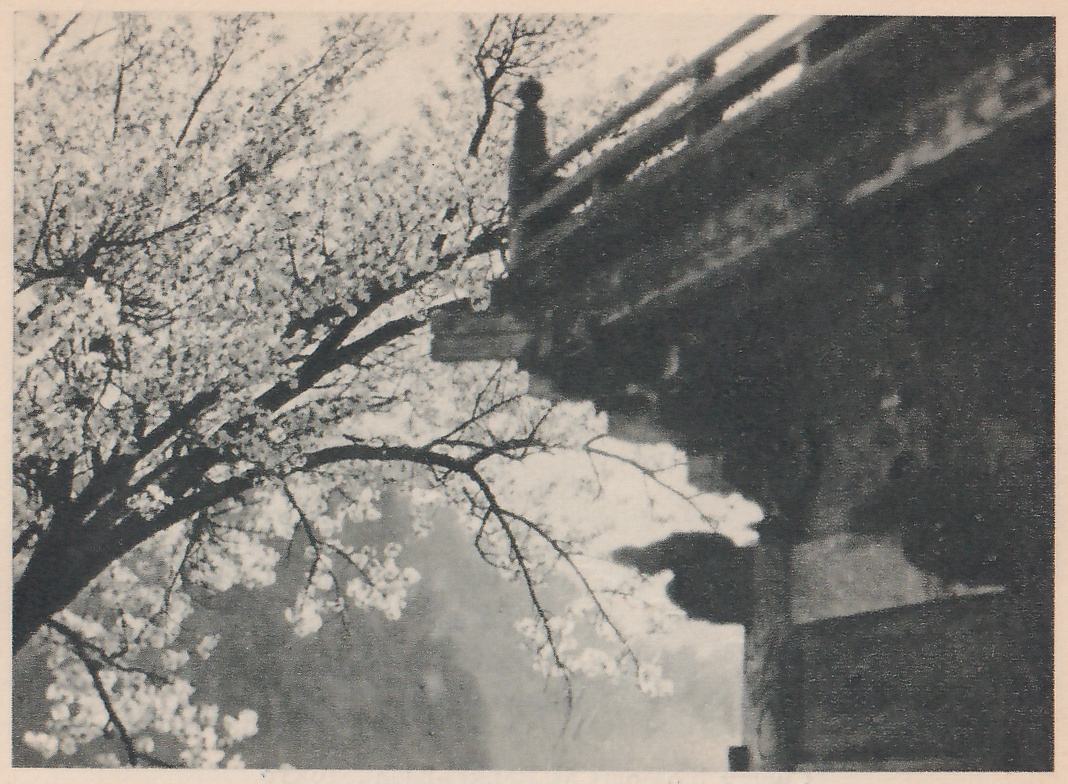 Black-and-white photograph looking up past a branch covered in blossom at the left toward a dark structure at the right, whose slanting top edge carries a railing with a post topped by a rounded knob near its left end. A pale hazy slope shows below the structure.