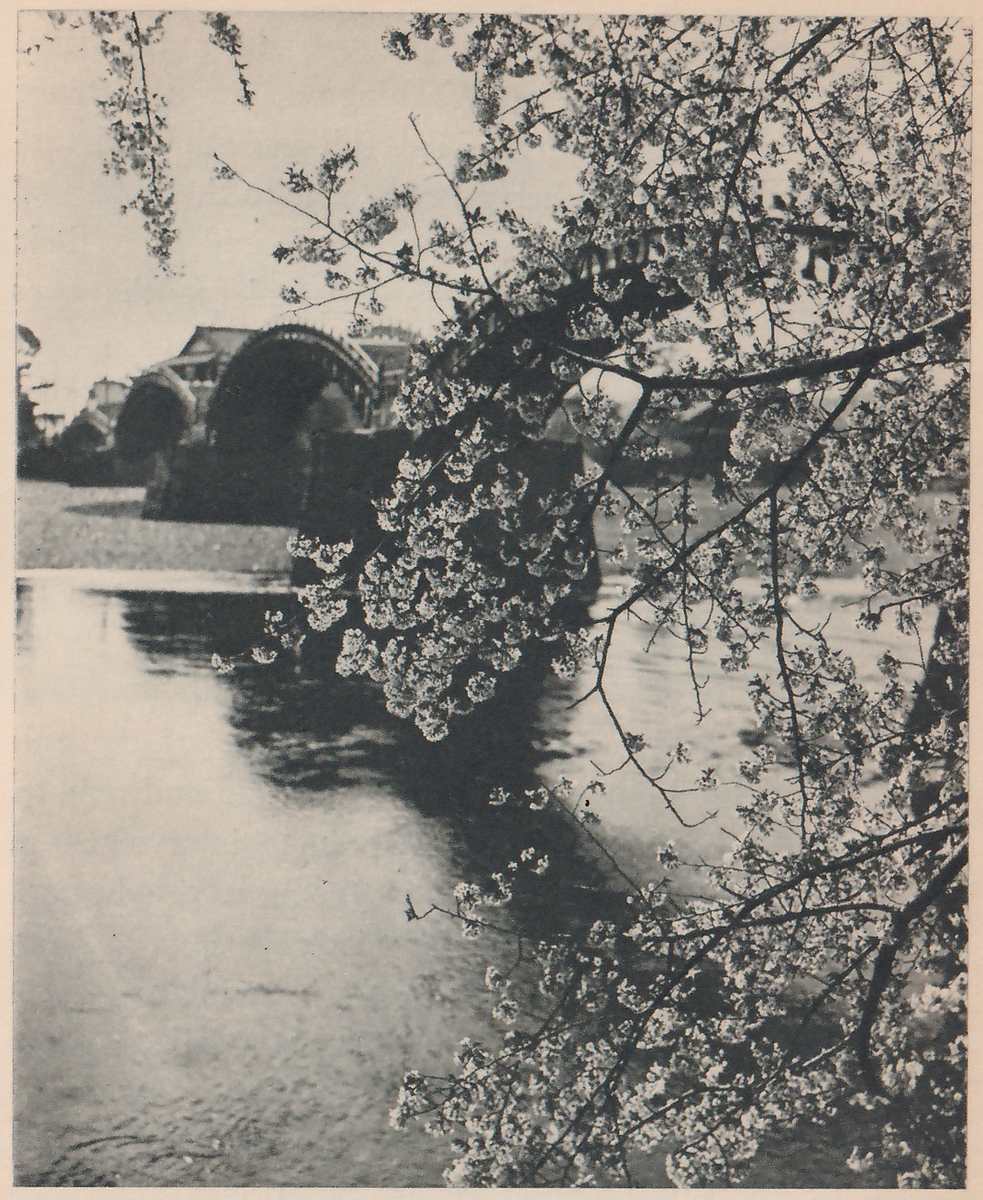 Black-and-white photograph taken from beneath a branch loaded with blossom that fills the right half and hangs in a dense cluster at the center. Beyond it, across calm water, a bridge with arched spans stands at the left, with roofs showing above it. Rippled water fills the lower left and center, and a flat pale bank lies across the water at the foot of the bridge.