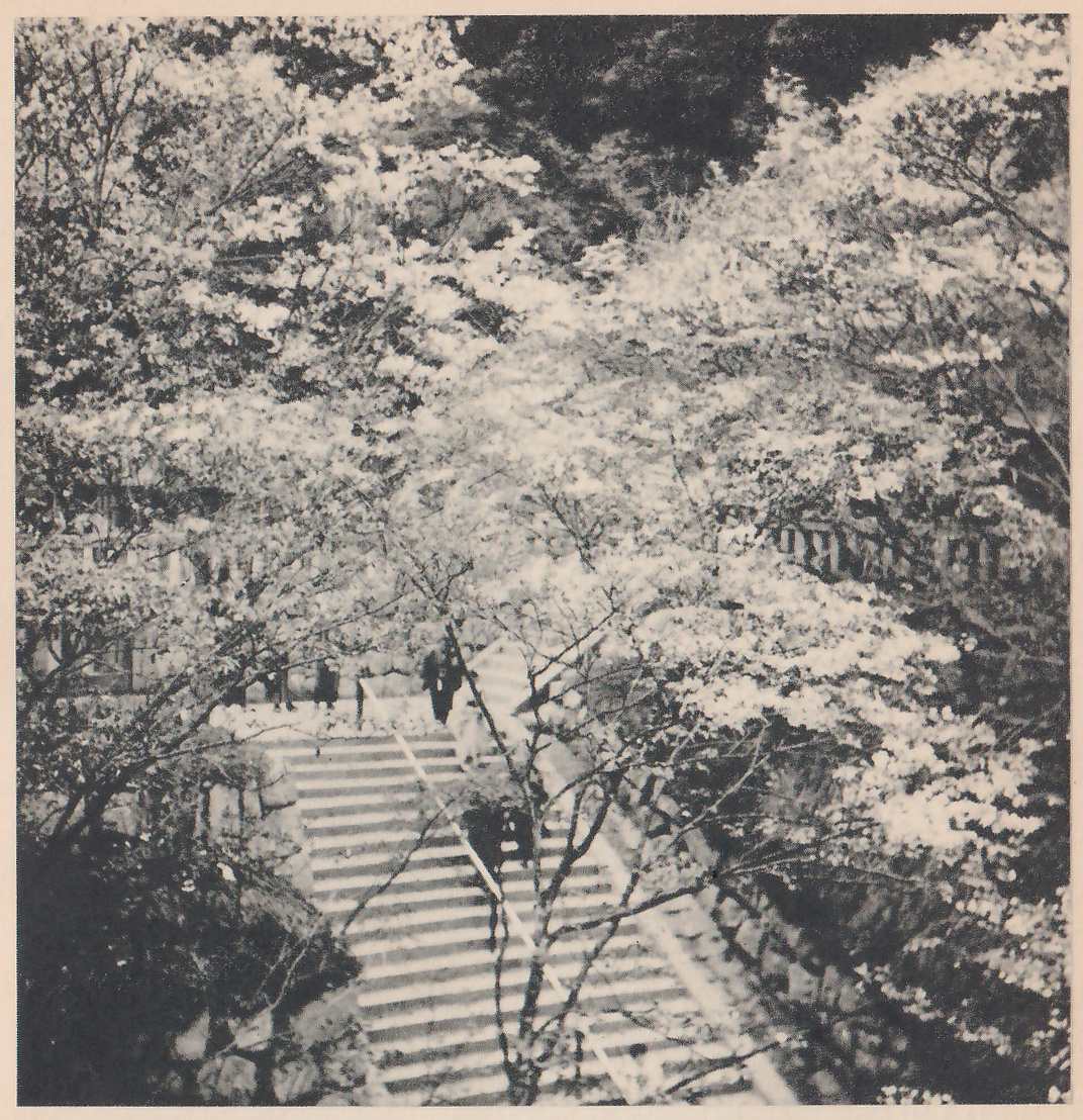 Black-and-white photograph looking down a flight of steps that runs from the lower center up to the middle of the picture, with blossoming trees crowding over it from both sides and from the top. A few small dark figures stand near the top of the steps. A thin trunk rises in front of the steps at the center, and a row of short upright posts shows at the right among the blossoms.