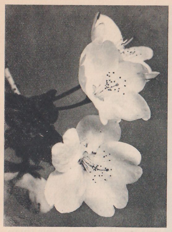 Black-and-white close-up of two open blossoms with notched pale petals and dark-tipped stamens, one above the other, on slender dark stems against a gray ground. A dark cluster of leaves lies at the left.