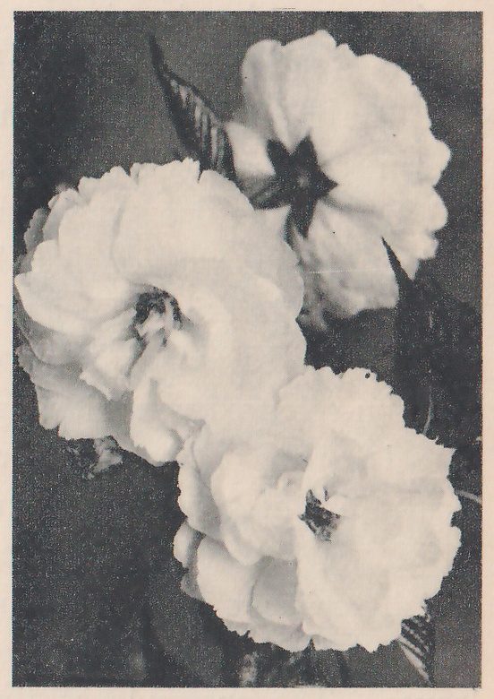 Black-and-white close-up of full, ruffled blossoms with many layered petals and a dark center in each, grouped together against a dark gray ground, with dark leaves with ridged surfaces beside them at the upper left and at the right.