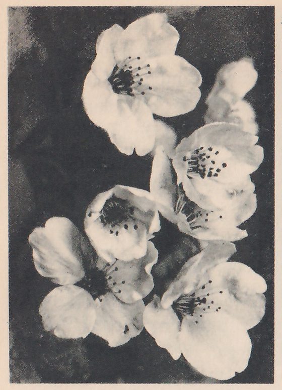 Black-and-white close-up of open blossoms with pale rounded petals and dark-tipped stamens at their centers, bunched together against a dark ground; some face the viewer and some turn away to the side.