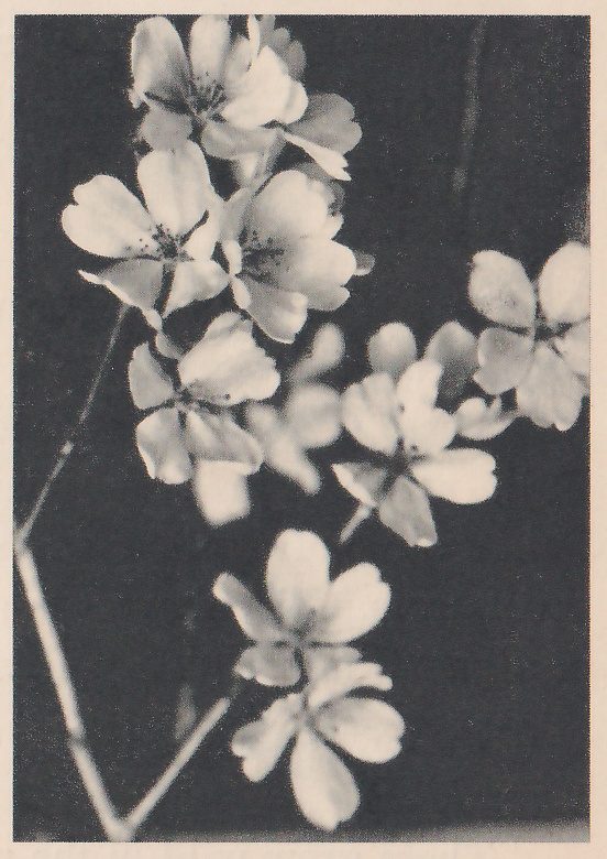 Black-and-white close-up of a thin branch crossing the picture at the left, with small pale blossoms with rounded petals in several groups spread across a dark ground.
