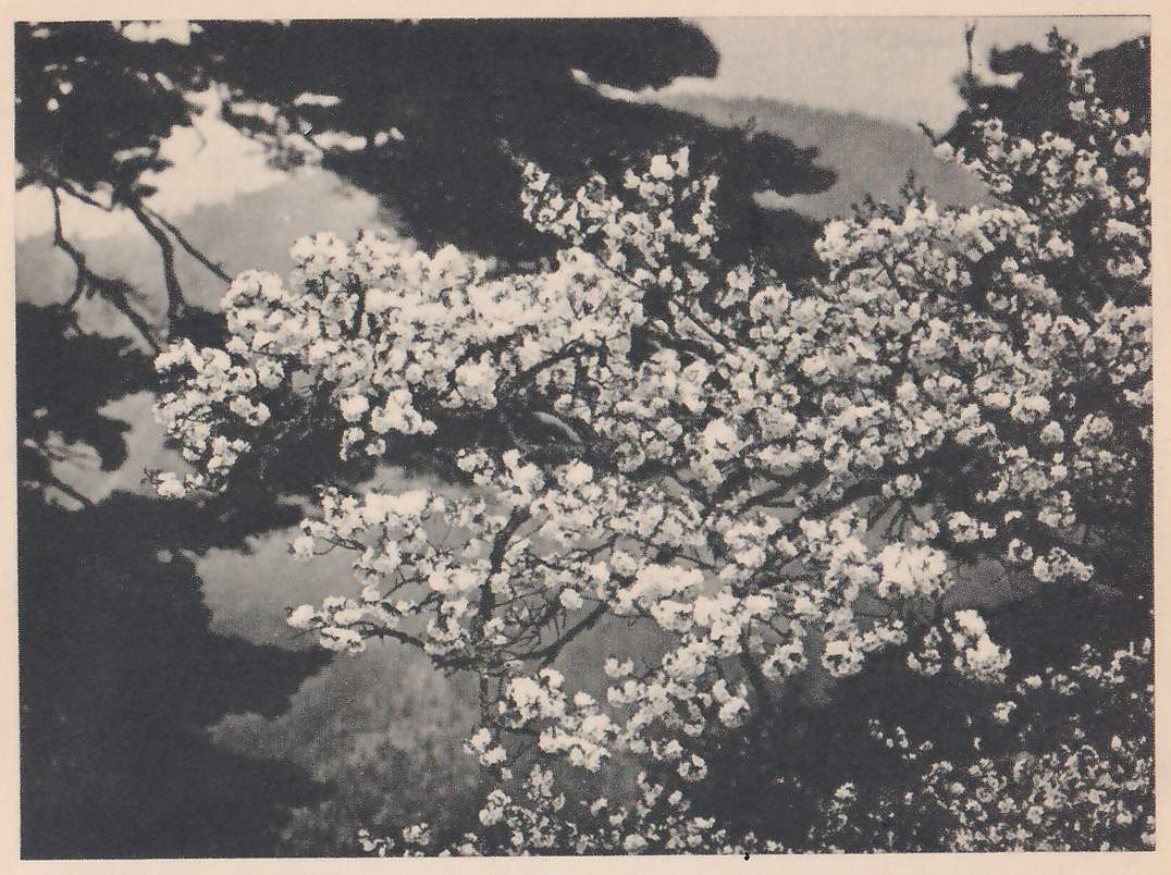 Black-and-white photograph of a broad mass of branches covered in white blossom across the center, against dark foliage at the upper left and a hazy slope with pale patches beyond.