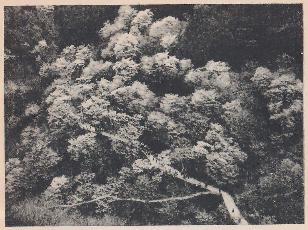 Black-and-white photograph looking down on rounded crowns of trees covered in blossom that cover the whole slope. A pale narrow path winds through them from the lower right up toward the center, with small dark marks along it, and a fainter path curves across the lower left.