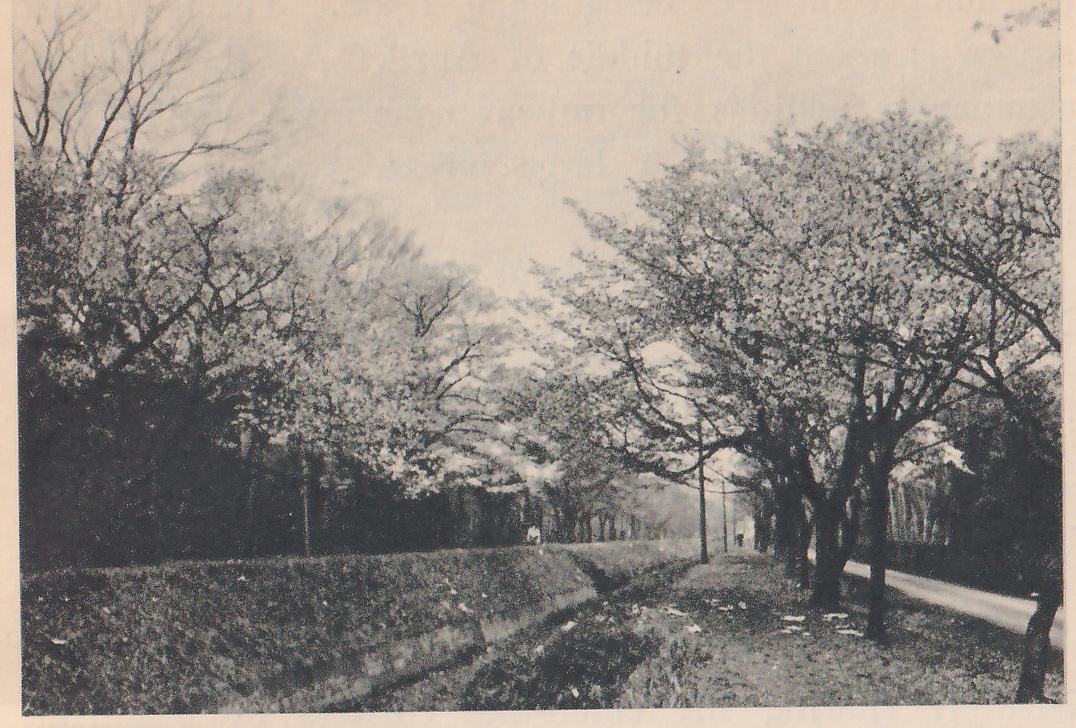 Black-and-white photograph looking along a row of leafy blossoming trees on each side of a path. A grassy bank at the lower left slopes toward a narrow channel that runs away toward the center, and thin poles stand near the center. At the right a pale road runs beside the trees, and a small pale figure stands on the bank at the left.