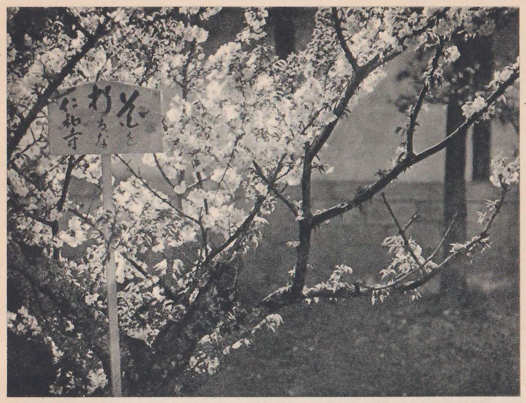 Black-and-white photograph of branches covered in blossom, with a small signboard on a thin pale post standing among them at the left. The board reads 仁和寺 (Ninna-ji) and, in two columns to its right, a notice, probably 花を折るな, “do not break the blossoms.” More branches reach across to the right, over grass at the bottom, with a dark upright post and a plain wall behind.