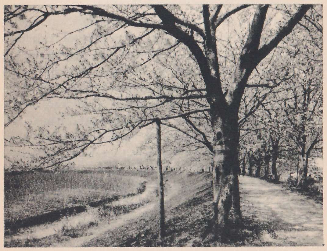 Black-and-white photograph of a wide pale path along a slope, with a dark trunk at the center and its branches spreading across the top in fine twigs. A row of smaller trees lines the path at the right and recedes into the distance. At the left a bank with a pale track on it slopes down to open ground, and a thin pole stands at the center.
