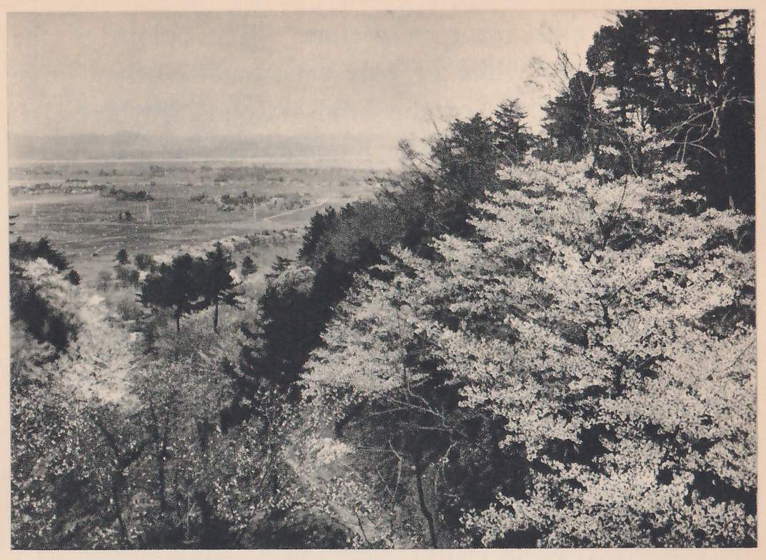 Black-and-white photograph looking out from a hillside covered in blossoming trees and darker evergreens at the right, over a wide hazy plain at the left that stretches to a faint low ridge under a pale sky. Clusters of small dark trees and low patches dot the plain.