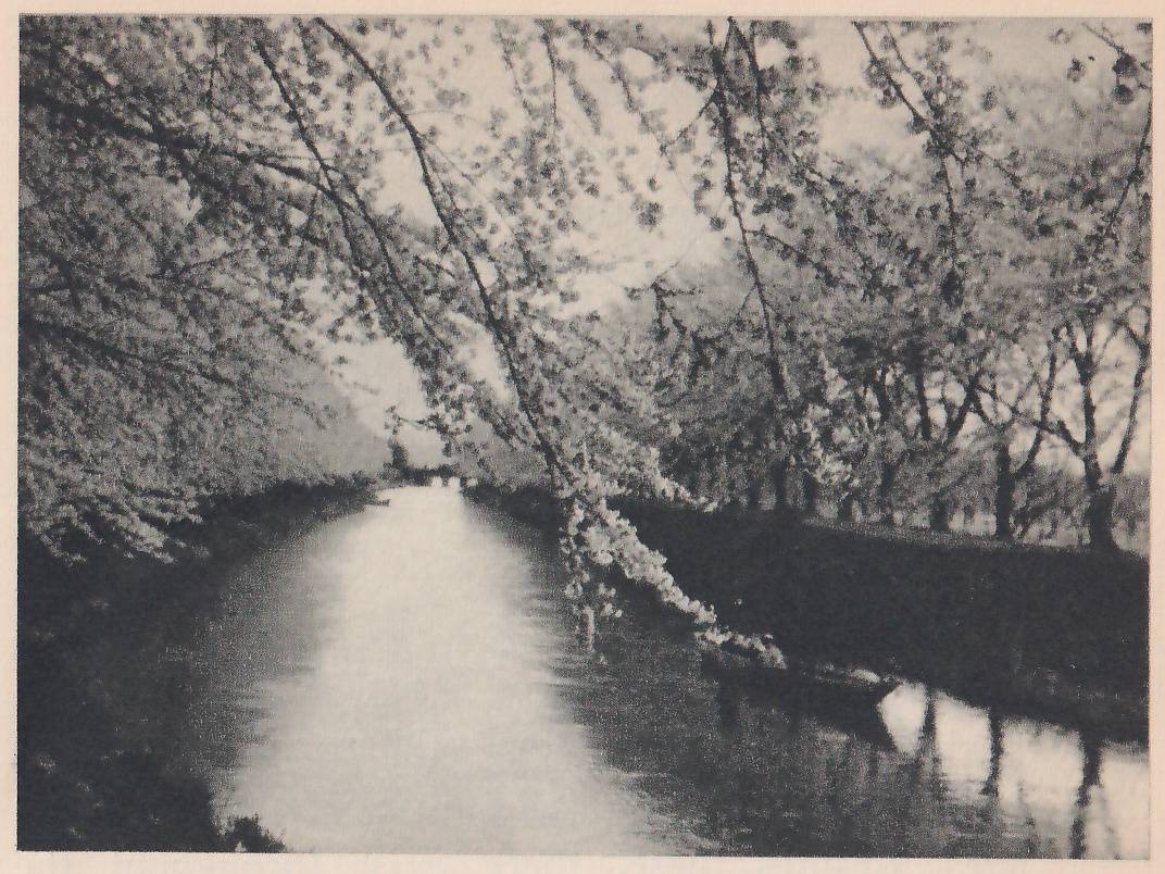 Black-and-white photograph looking along a narrow stretch of calm water that runs from the lower center away to a pale haze, with banks lined by trees whose branches arch over it. A branch covered with blossoms slants down from the upper center toward the right, ending just above the water. A dark bank edge runs along the water at the right, and reflections lie in the water at the lower right.