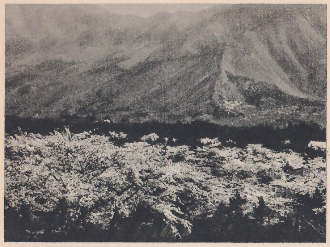Black-and-white photograph of a wide mass of pale, blossom-covered treetops across the lower half, with a dark band of trees beyond them and a steep mountainside rising behind under haze. Gullies run down its face, and a pale wedge-shaped patch lies near the center right.