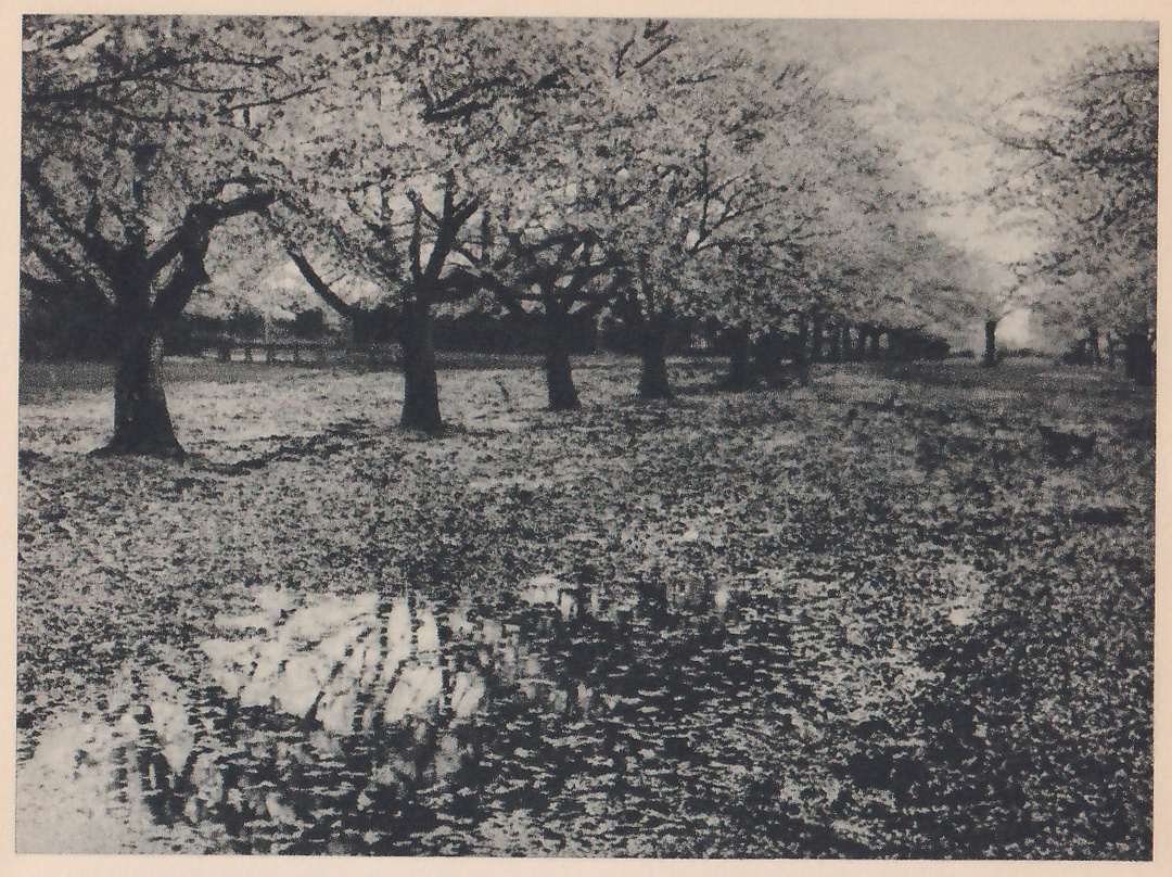 Black-and-white photograph of a row of low, spreading trees with dark trunks across the upper left and center, standing in an open field whose ground is thickly strewn with small pale flecks. More trees recede in rows toward the right. At the lower left a patch of water reflects pale branch shapes and streaks of light.