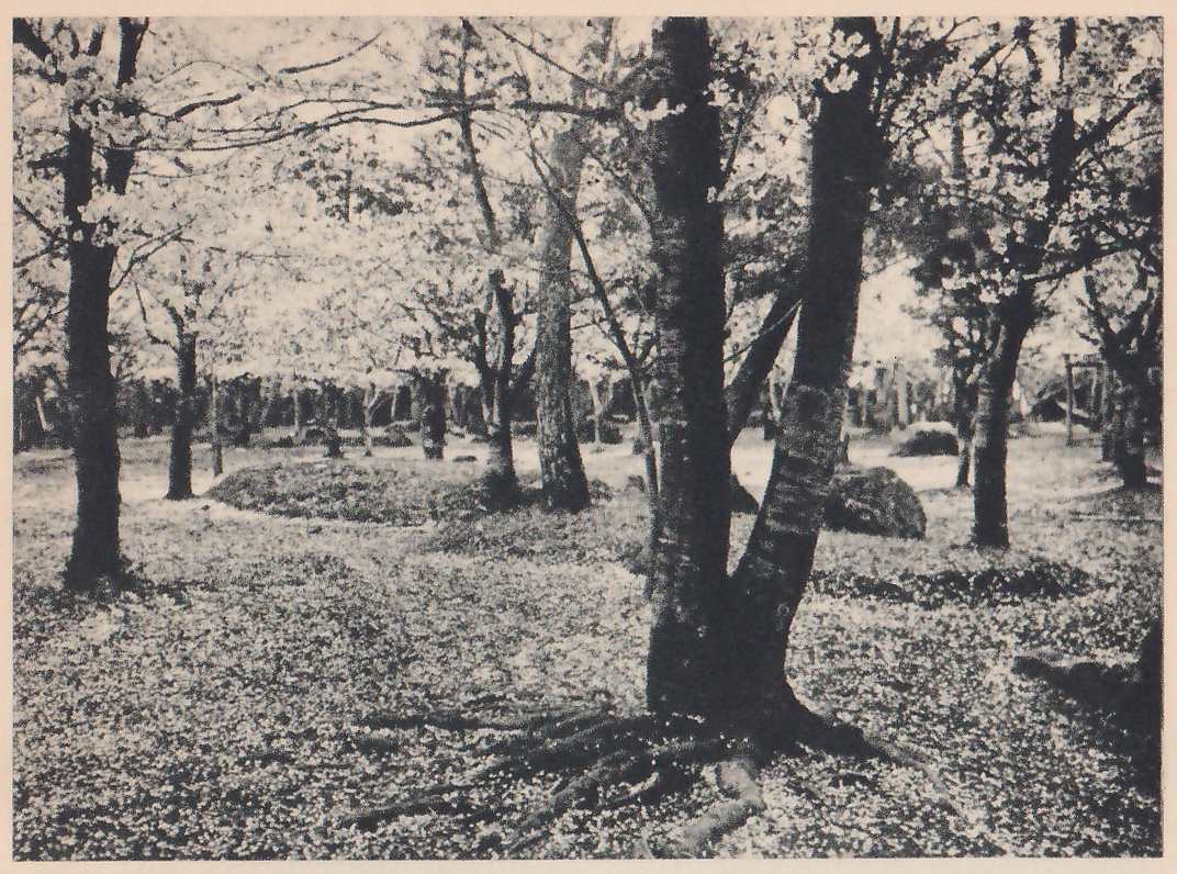 Black-and-white photograph of ground under trees, with a trunk that forks in two at the center front and roots spreading over the ground at its foot. The ground is thickly speckled with small pale flecks and has low dark mounds. More trunks stand behind, under branches with blossoms.