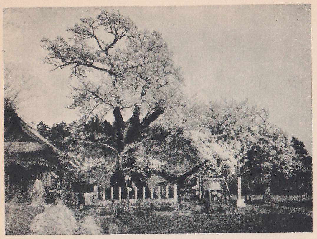 Black-and-white photograph of a wide-spreading tree covered in blossom at the center, with a low fence of pale upright posts at its foot. At the left a building with a sloping roof stands partly behind it. At the right a pale post and a board on a frame stand in front of more trees.