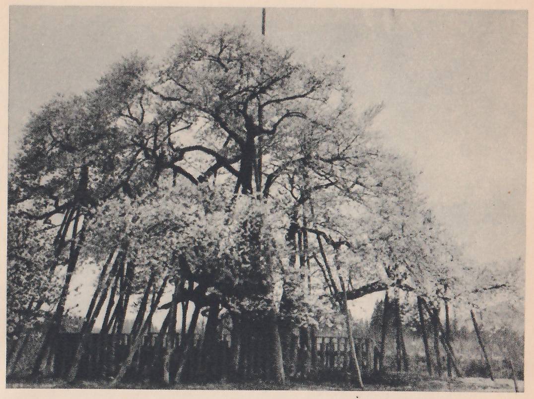 Black-and-white photograph of a broad tree crown covered in blossom, with many slanting poles standing under and around it, their tops reaching into the branches. A low fence of upright slats runs around the base behind the poles, and a thin upright pole rises through the center of the crown. Trees show in the distance at the lower right.