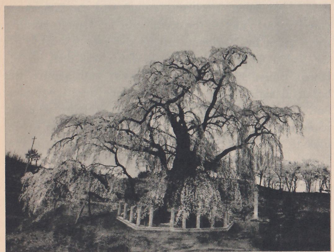 Black-and-white photograph of a tree with a dark trunk and long drooping branches hung with blossom that reach nearly to the ground. A low fence of short pale posts forms an angular enclosure around its base. A thin pole with a crossbar stands at the upper left on a dark hillside, and smaller trees line a ridge at the right.