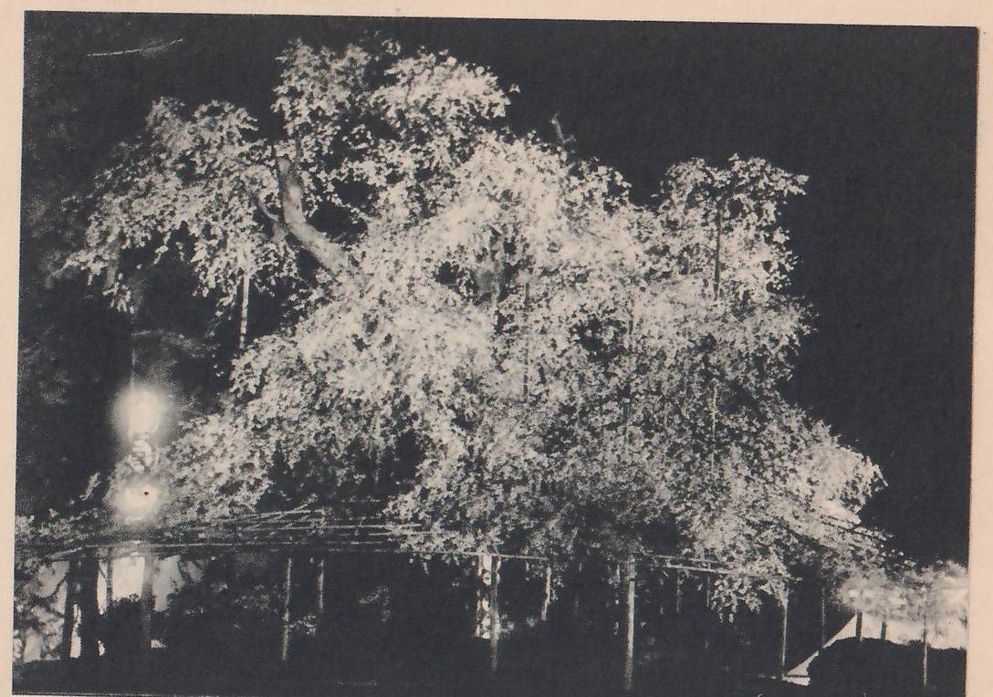 Black-and-white night photograph of a broad tree crown whose blossoms show pale against a black sky. A light frame of thin horizontal rails on upright poles stands in front of and below the crown. Bright, blurred glows show at the left, one above another, and a lit pale structure stands at the right edge.