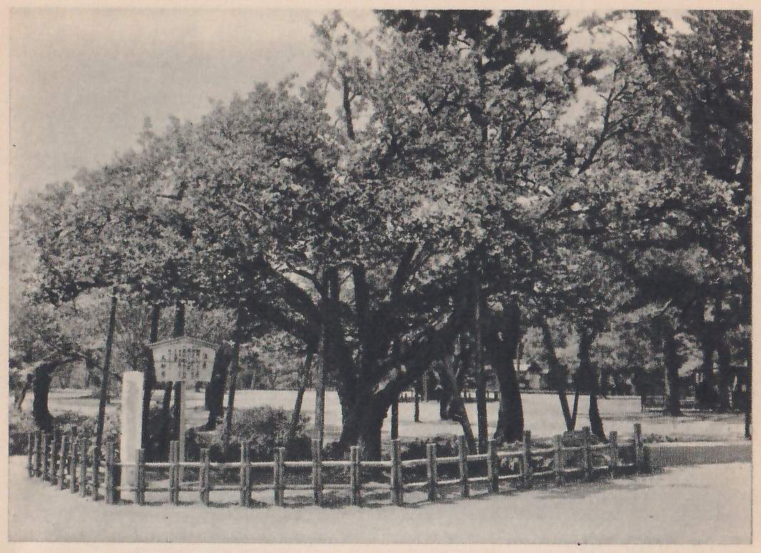 Black-and-white photograph of a broad, spreading tree in full leaf, its dark limbs reaching out to both sides, inside a low fence of short posts and rails that curves around its base. At the left of the fence an upright post and a signboard stand. Writing is there: several lines on the signboard. Open ground and more trees lie behind.
